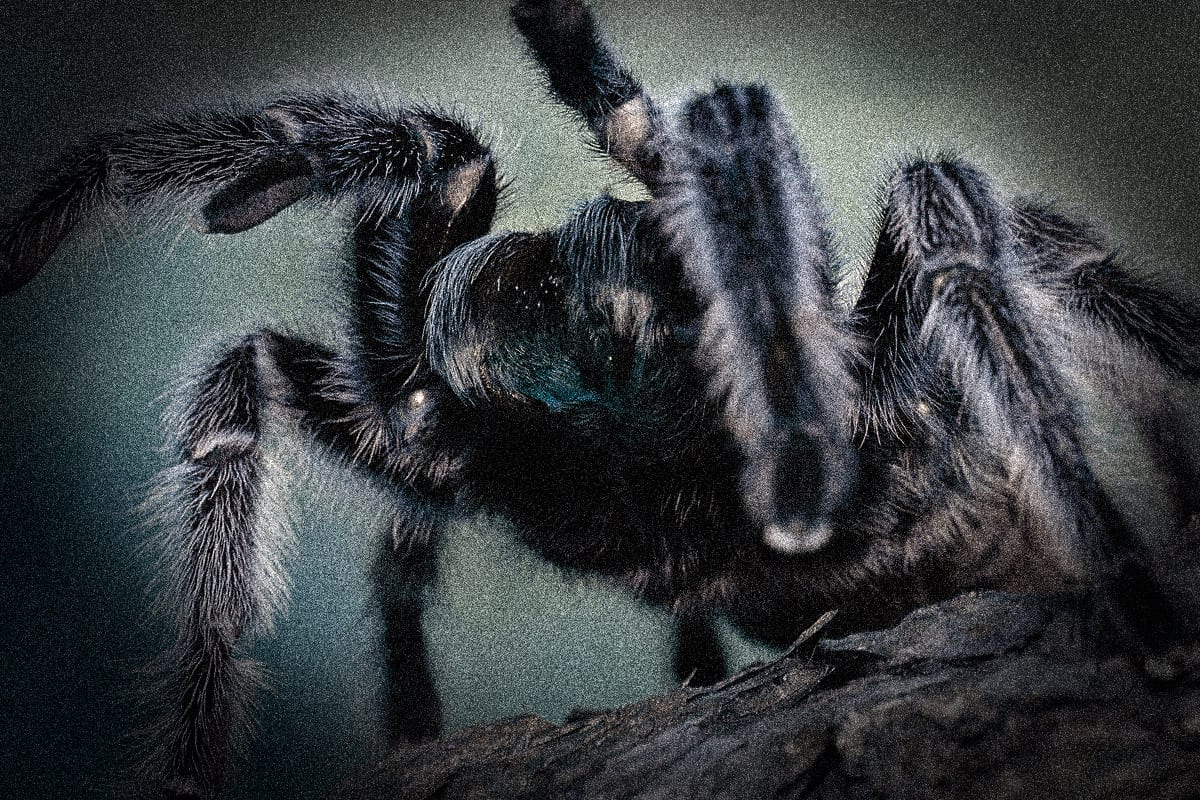 Scary Spider