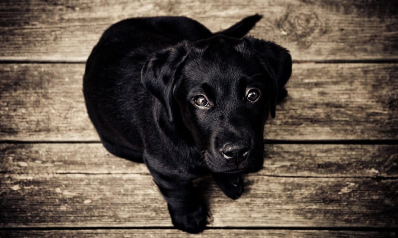 Black Lab